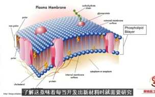 计算机模型提升了细胞间通讯识别的能力